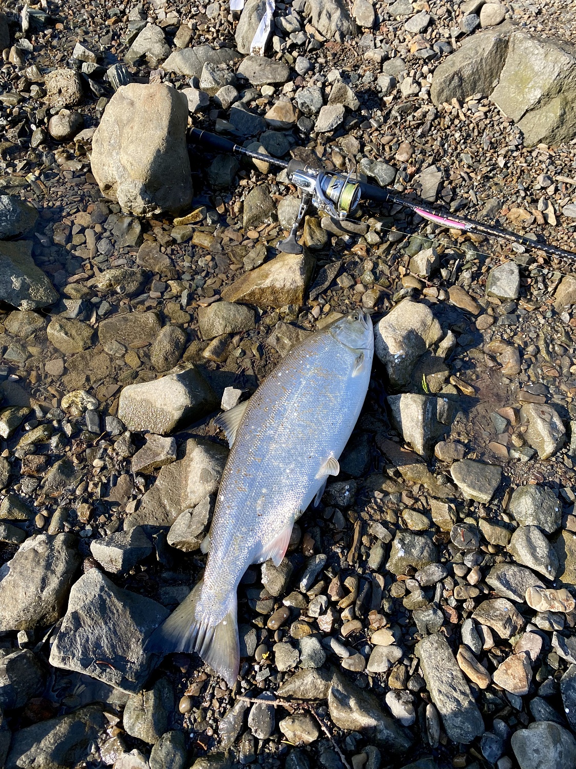 Лососевая рыбалка на одной из рек севера Сахалина 
